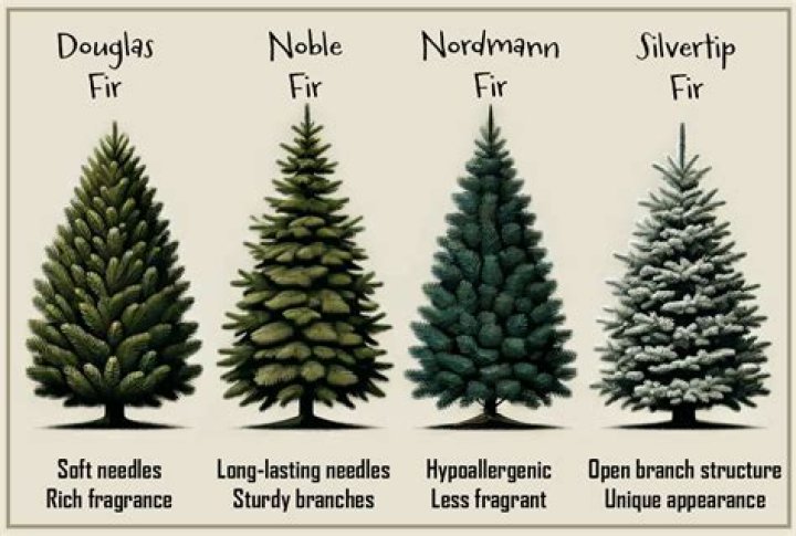A Christmas tree has the shape of the conical helix. Find the length of the Christmas tree.