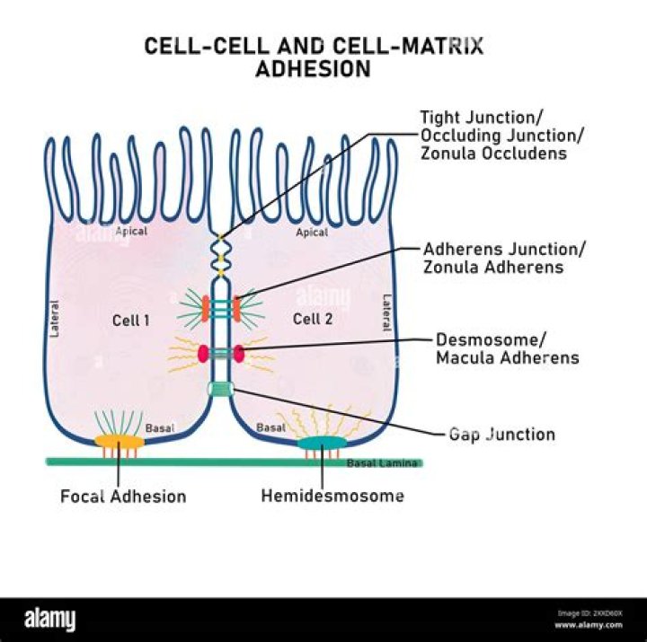 adjacent cell