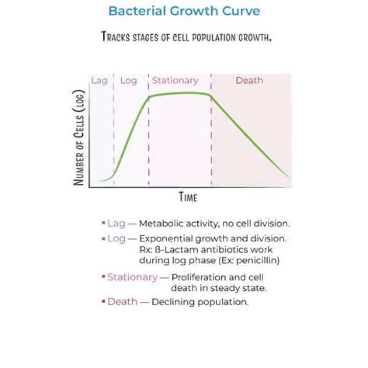 Bacteria population growth: what am I missing?