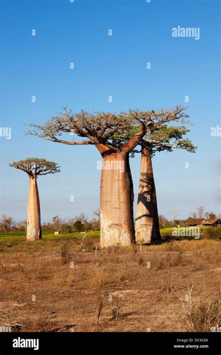 baobab