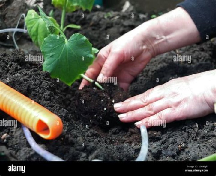 Before planting