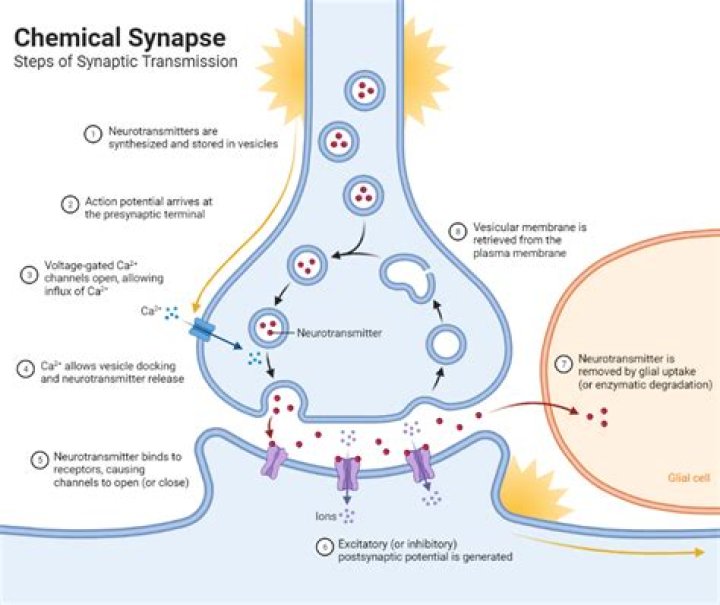Binding Synapse shortcut to key-release instead of key-press