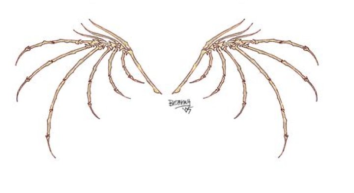 Bone Wings' Stats