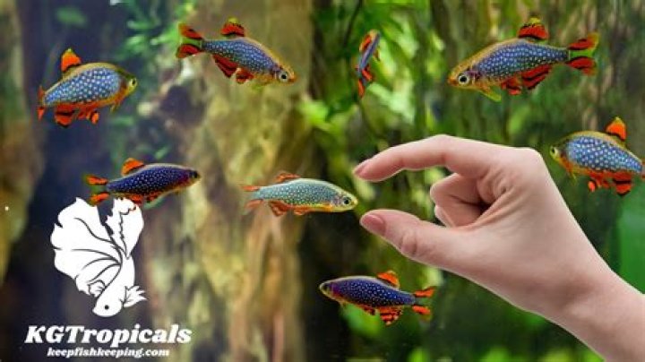 Can a small aquarium breed fish?