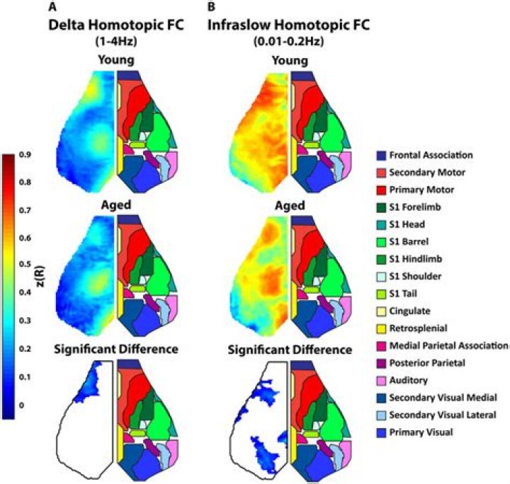 Compositions of homotopic maps are homotopic