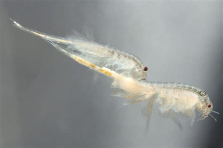 Cyclops Aquarium