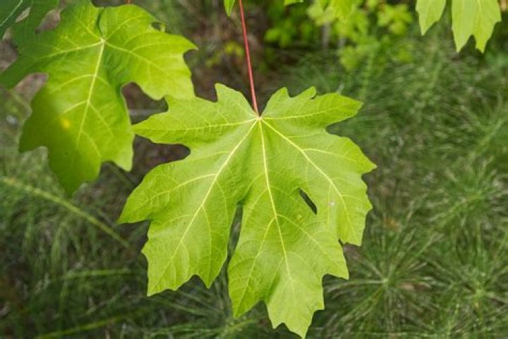 Definition of a leaf in a tree