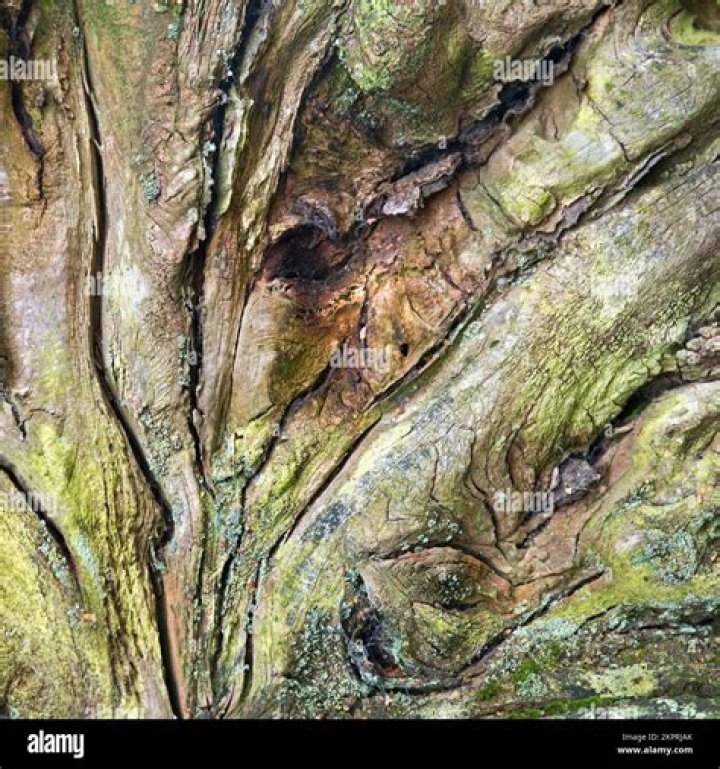 Example of tree remnant