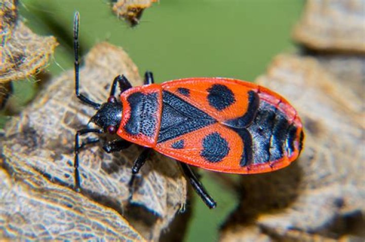 firebug
