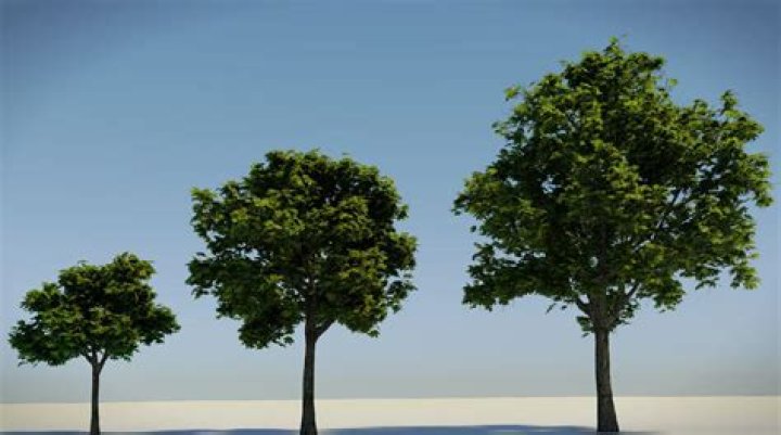full trees grow