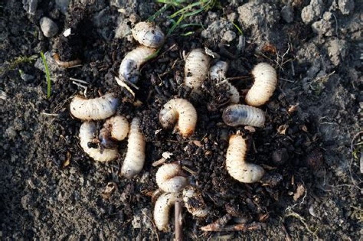 GRUB