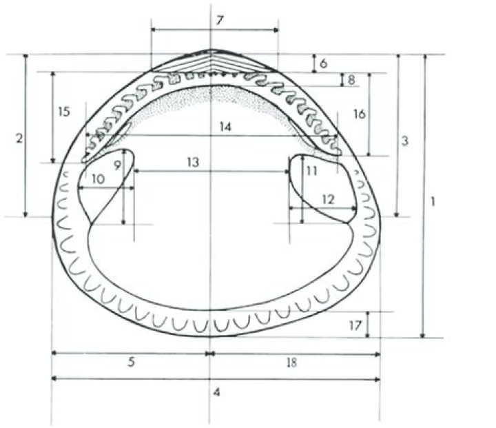 height of shell