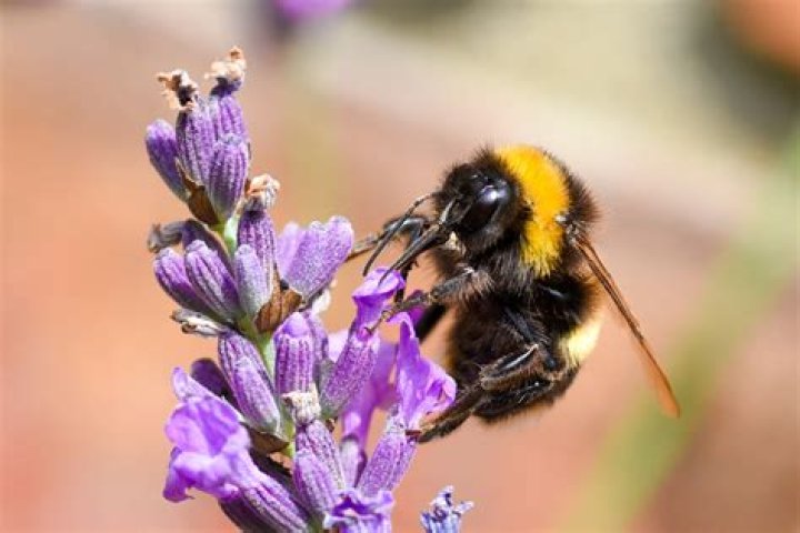 How do I determine whether bumblebee is working as expected?