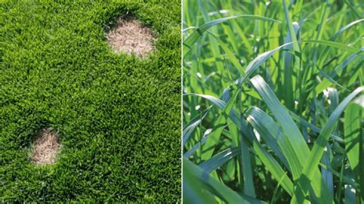 How far away from you does grass spread?