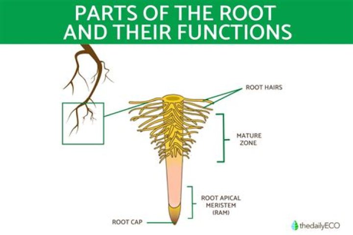 How is called roots parts?