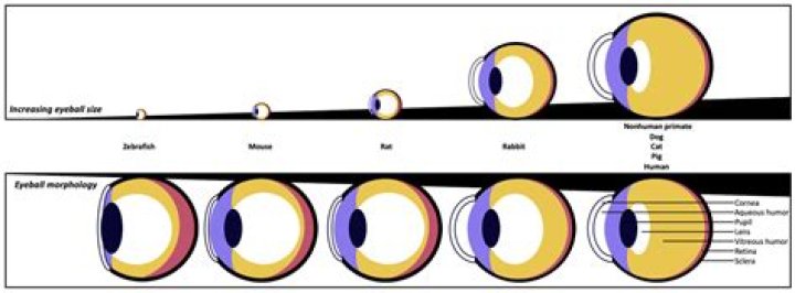 How long would it take for light to go through a human eyeball and back to the other side