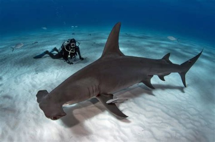 How might I find the Hammerhead?