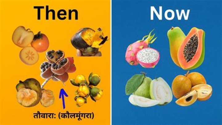 How to produce Ancient Fruits?