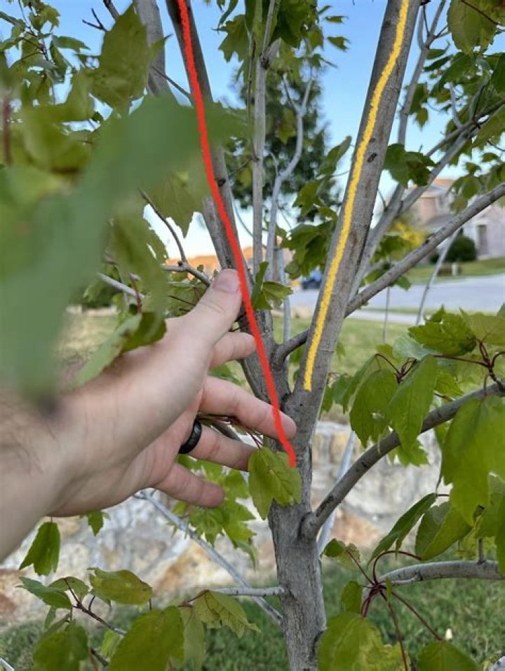 How to remove a bzr branch?