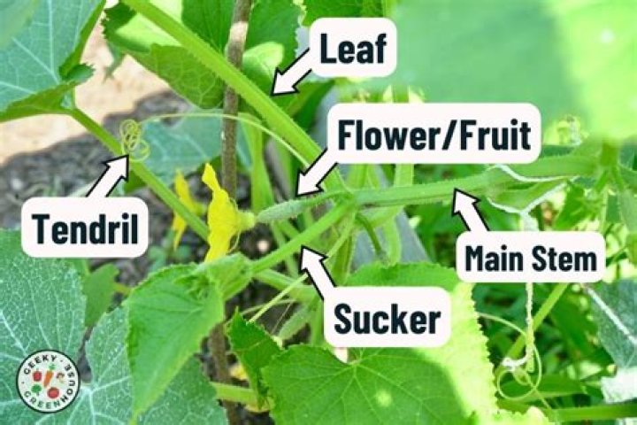 How to run Cucumber with OR AND Multiple tags