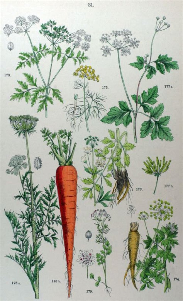 Illustration from Wikimedia Commons