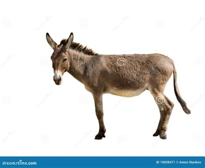 Image of a donkey's inventory