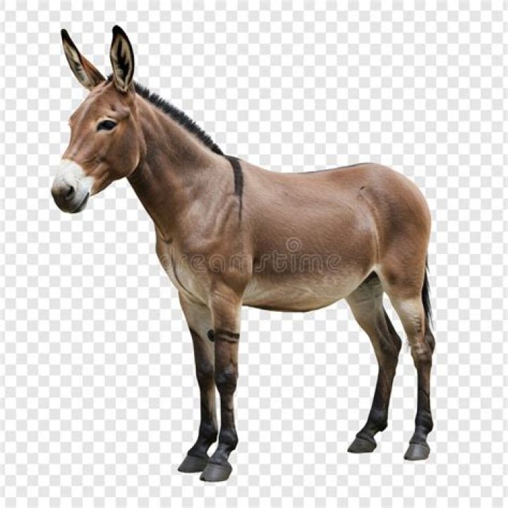 Image of adult donkey in boat