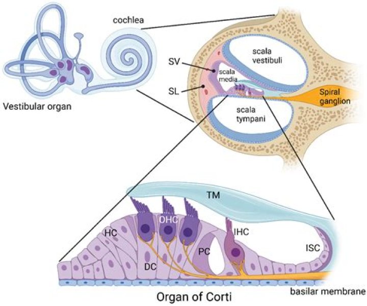 Inner Function Identification