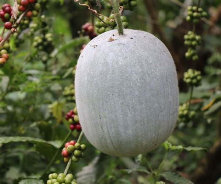 Is the Winter Melon worth its price? [closed]