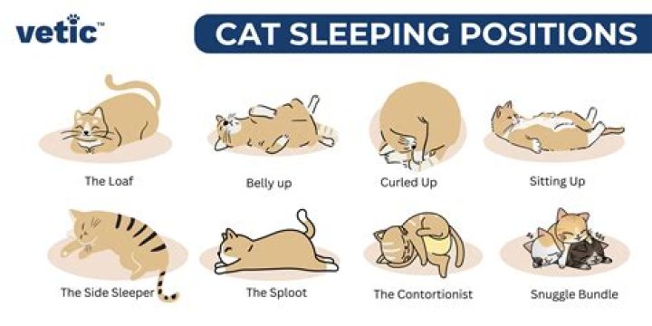 Is there a way to detect if a cat is sleeping? 1.16