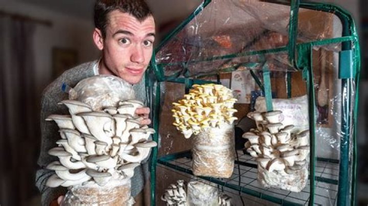 Is there a way to farm mushrooms?