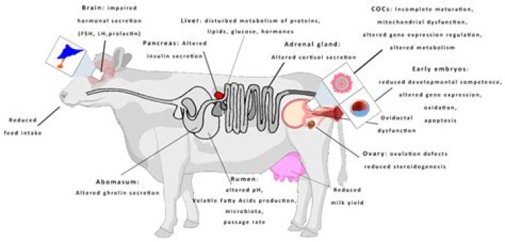 Map of Not The cow Level