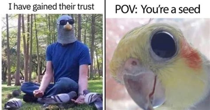 meme about birds "talking"