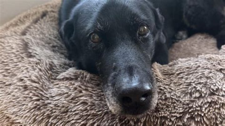 My Dog Ralph is one lucky bash-tard (double pun intended)