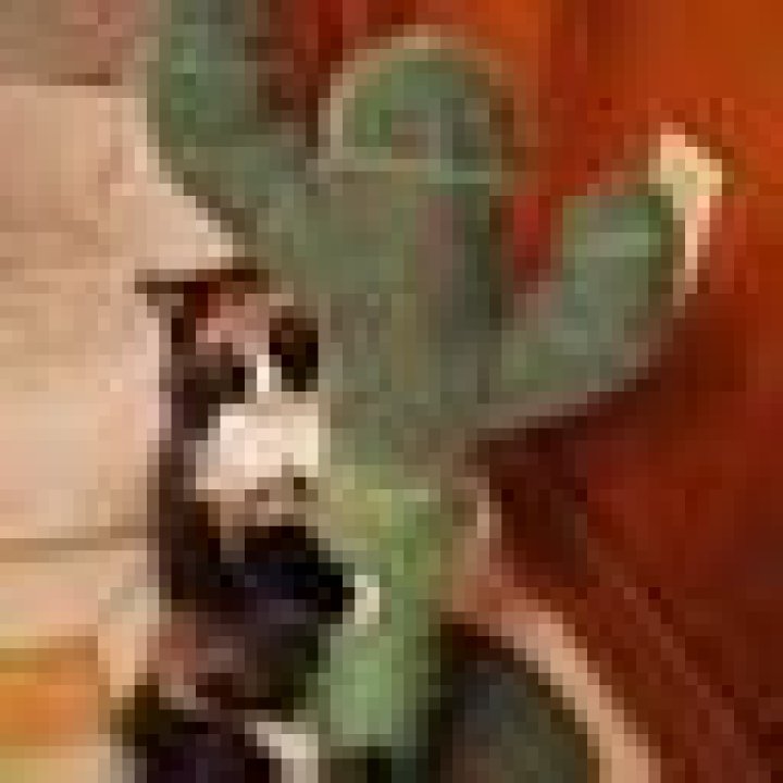Novaterata's user avatar