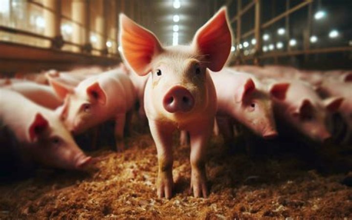 pigs in pens