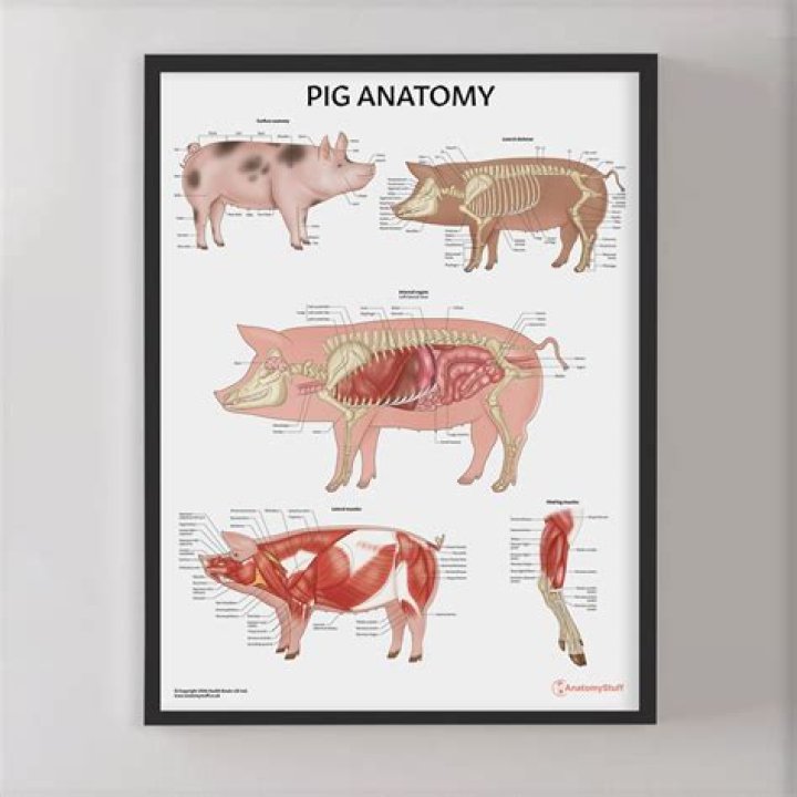 pigs