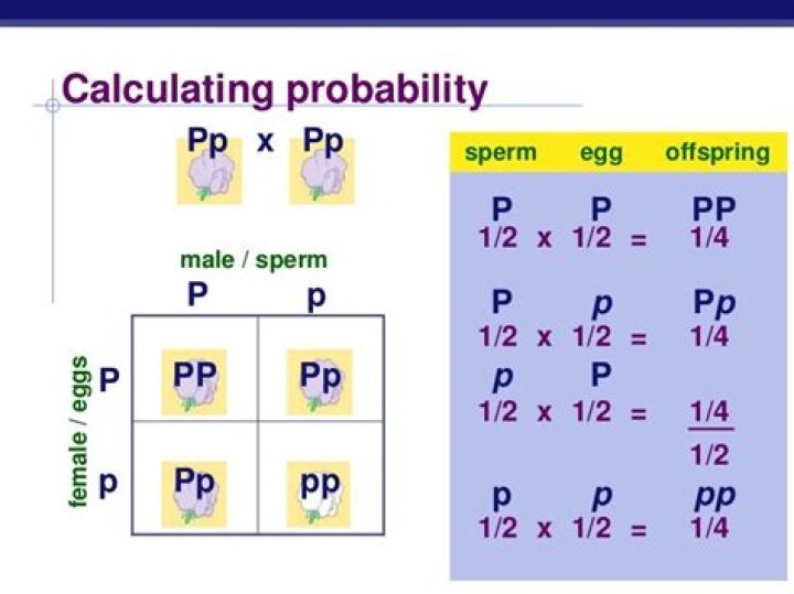 Probability calculation of genetics