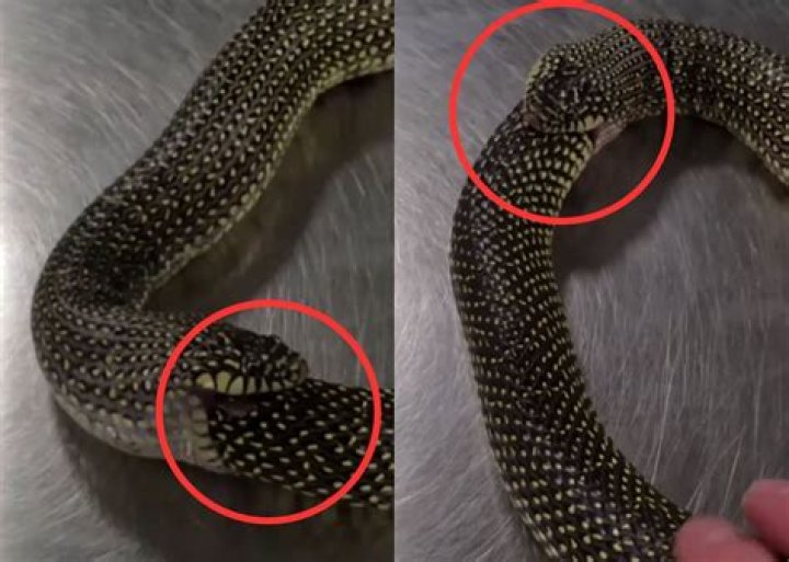 Snake eating itself [closed]
