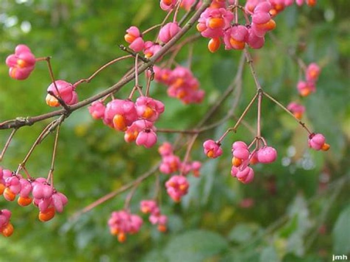 Spindle