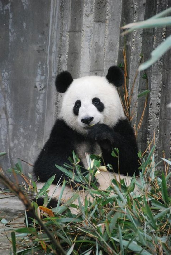str.contains pandas returns 'str' object has no attribute 'contains'