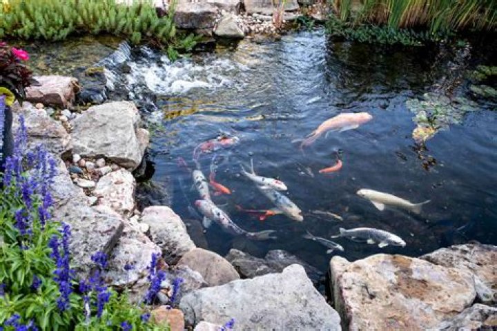 There are N fish in a pond