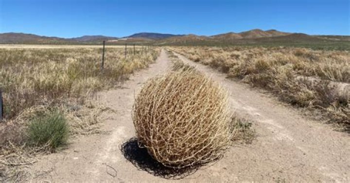 Tumble weed is the only real response...