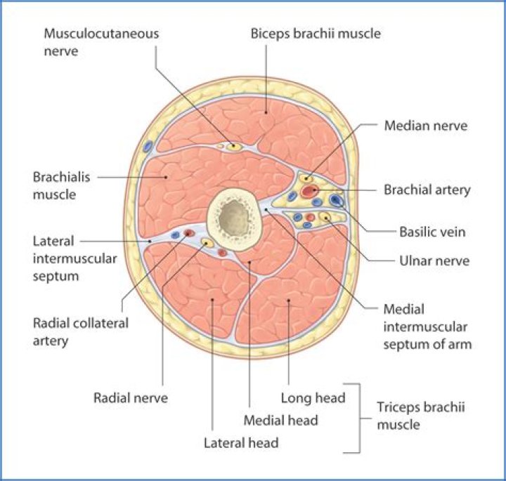 What are SP (stack) and LR in ARM?