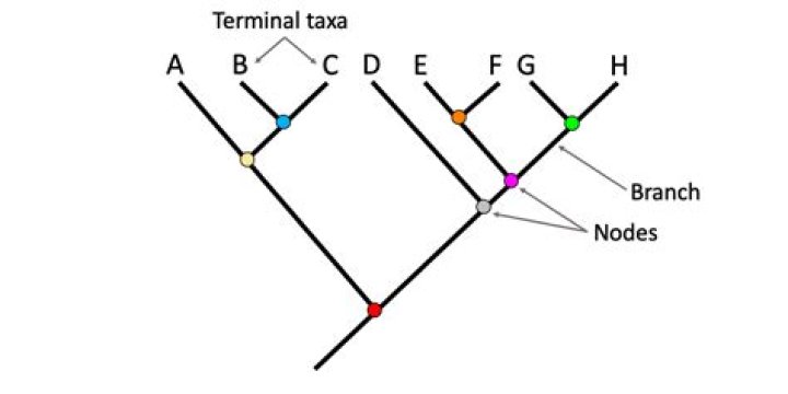 What is a branch point?