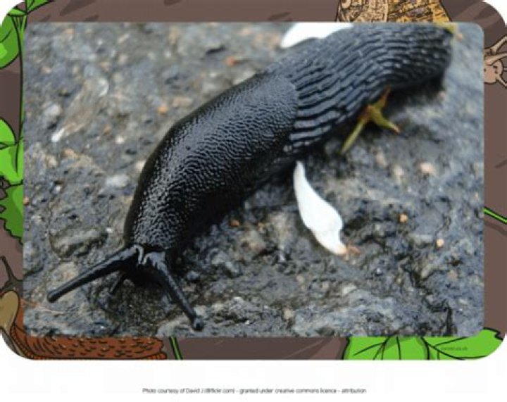 What is a slug?