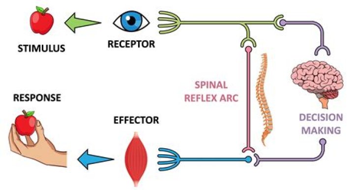 What is the difference between an impulse response and a transferfunction?