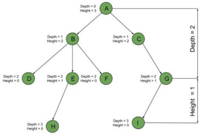 What is the difference between tree depth and height?