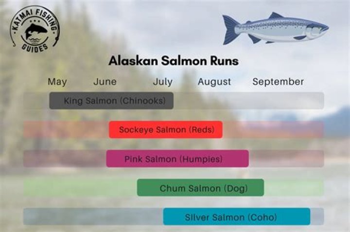 When is it possible to play the Salmon Run on online mode?