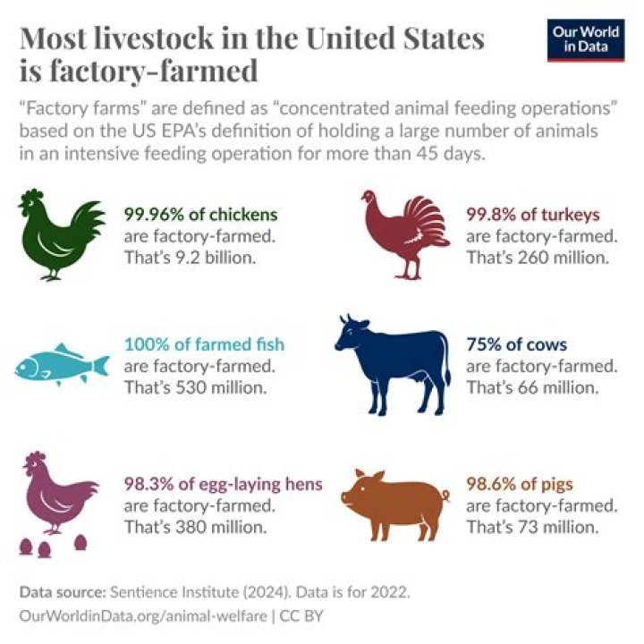 Which livestock is the most efficient food source?
